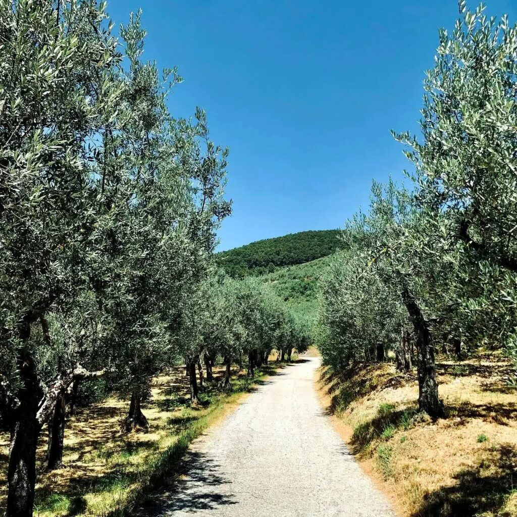 Eu sempre digo que "viajar é lavar a alma", mas quando se viaja de bicicleta, o banho é de pura alegria e emoção. E o que acontece quando unimos essa paixão a um dos roteiros mais espirituais e históricos da Europa? Uma jornada de superação, fé e paisagens inesquecíveis.
